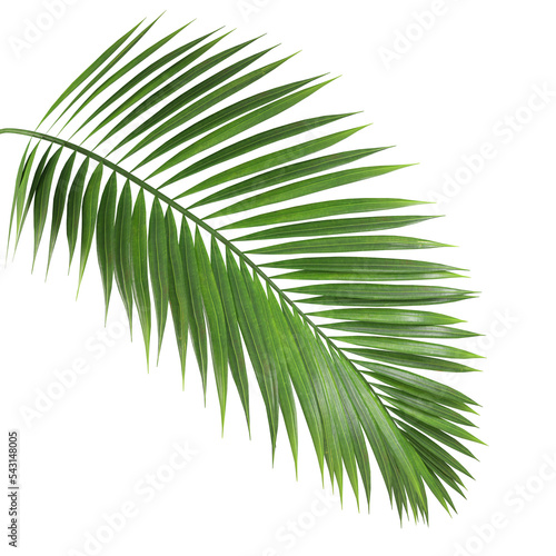 Palm leaf branch tropic summer isolated backgrounds 3d illustration png file photo