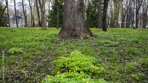 Spring flowers at the park