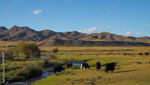 Yacks on the side of the river in Orkhon valley in Mongolia