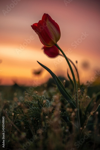 Fototapeta Naklejka Na Ścianę i Meble -  Wild tulip flowers at sunset, natural seasonal background. Multi-colored tulips Tulipa schrenkii in their natural habitat, listed in the Red Book.