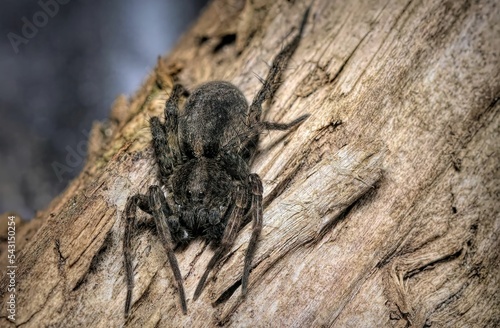 Closeup of Alopecosa wolf spider crawling on tree trunk photo