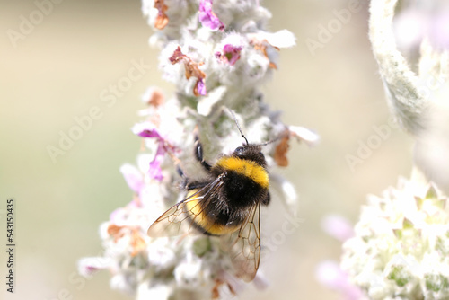 Insekten im Garten - Nahaufnahme von einer kleinen Wiesenhummel auf der Blüte von einem Wollziest