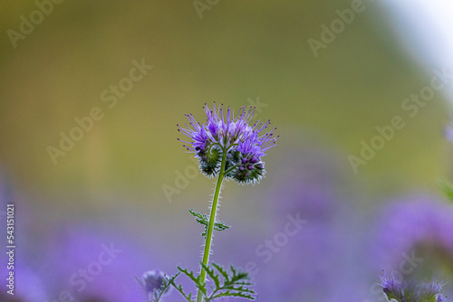 Kwiat facelii w skali makro © Obserwatornia.pl