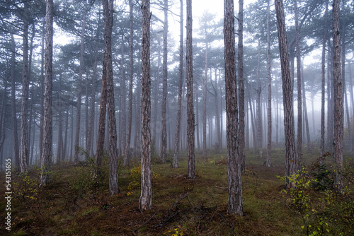 misty autumn forest in the morning