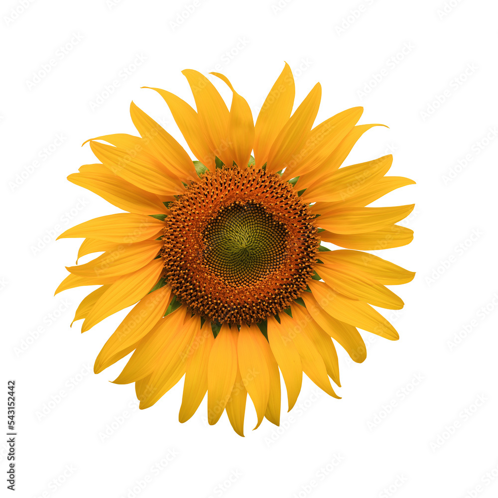 Fototapeta premium Big sunflower 