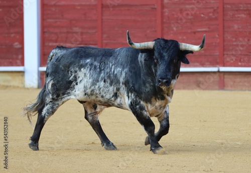bull in the bullring in spain