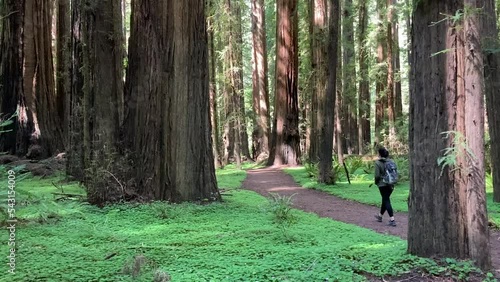 A woman walks the grove of giant coastal redwoods on the Rockefeller Loop, the forest floor is covered in bright green moss - Humboldt Redwoods State Park, California, USA photo