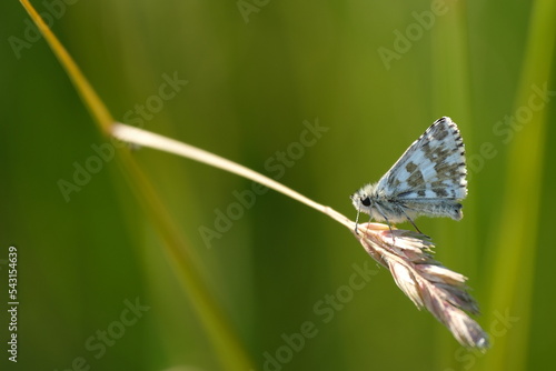 Brown and white skipper butterfly, grizzled skipper close up in nature, photo