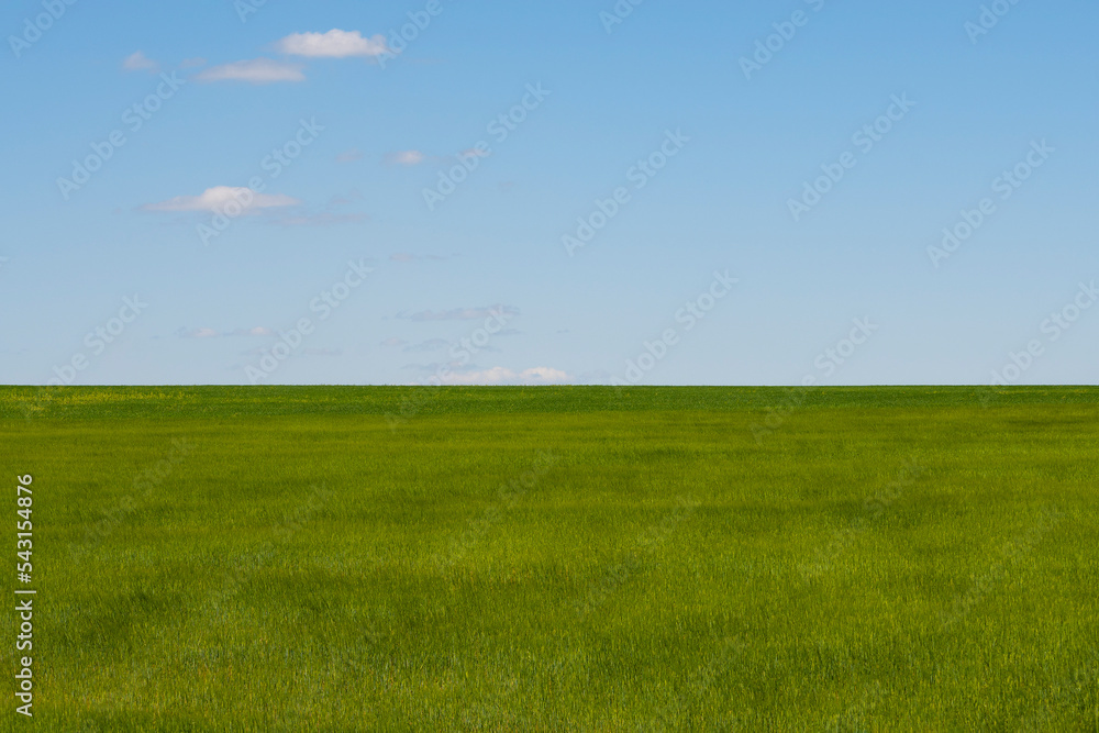 The horizon, the sky and the wheat field.
