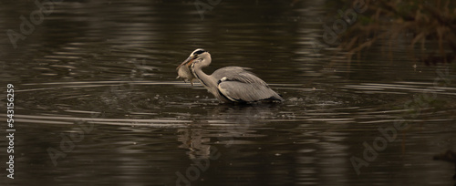 Gray heron eating 