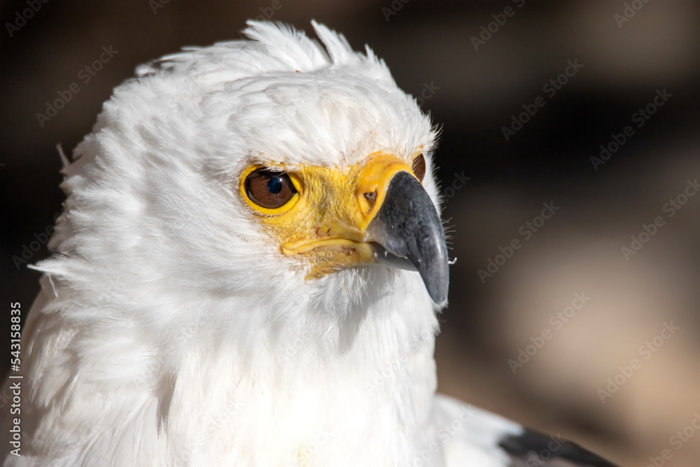 Weißkopfseeadler