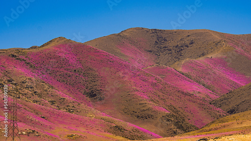 Flores de colores en el desierto florido de atacama en chile photo