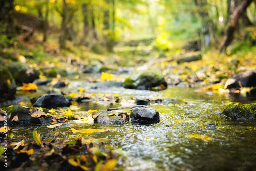Fototapeta premium Autumnal scene with small creek flowing