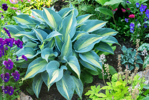 Foto Decorative bush of a growing hosta in a flower bed in a summer garden