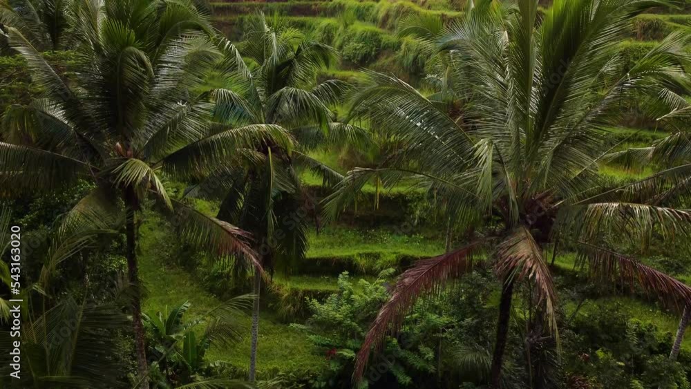 Drone capture the aerial view of numerous tall and green palm tree and a green hill which is cut into a series of successively receding flat surfaces so that farmer cultivate crops on them Drone capture the aerial view of numerous tall and green palm tree and a green hill which is cut into a series of successively receding flat surfaces so that farmer cultivate crops on them