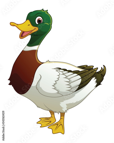 Mallard Duck Cartoon Animal Illustration photo