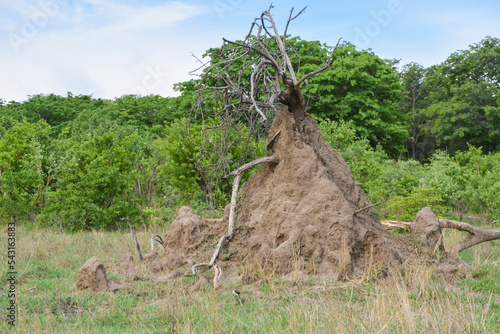 A large termite mound in Zimbabwe photo