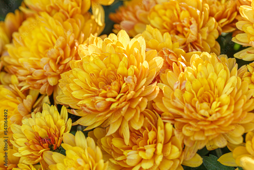 beautiful bushes of yellow chrysanthemum flowers beautiful bushes of yellow chrysanthemum flowers