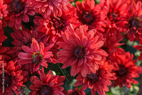 beautiful bushes of chrysanthemum flowers red colors