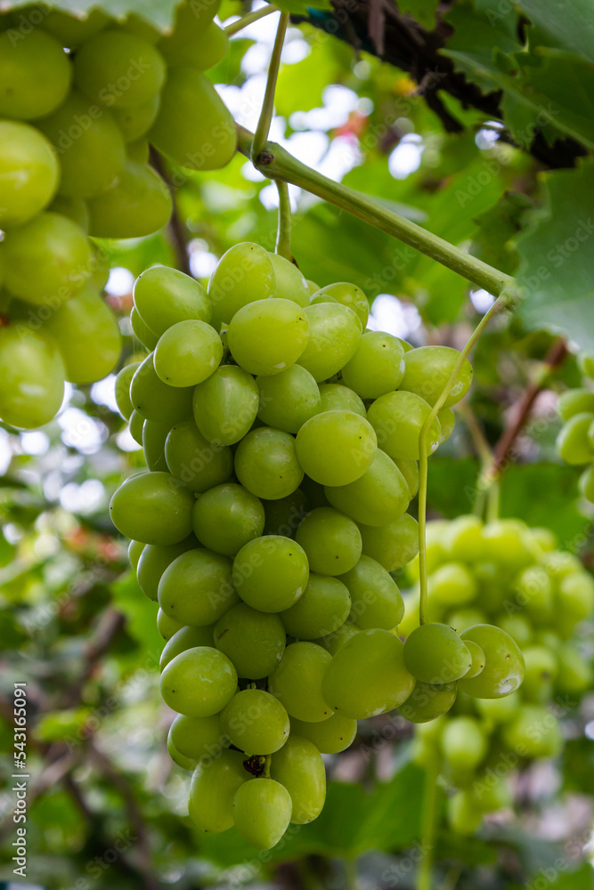 Ripe grapes grow on bushes. Bunch of grapes before harvest Ripe grapes grow on bushes. Bunch of grapes before harvest