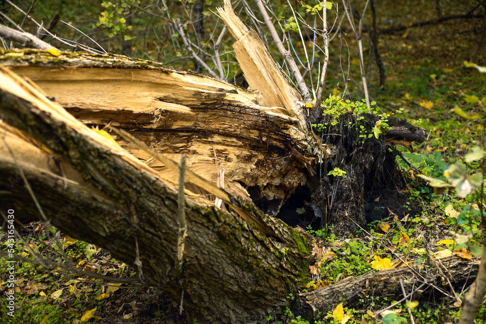 A huge tree broken by the wind in the autumn forest. Close-up A huge tree broken by the wind in the autumn forest. Close-up