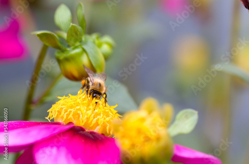 a bamblebee collects pollen from a flower. close-up. macro photo