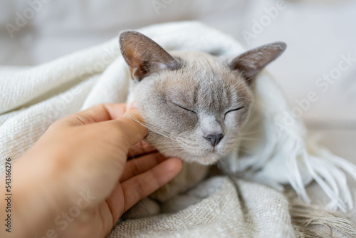 happy cat lovely comfortable sleeping by the woman stroking hand grip at . love to animals.