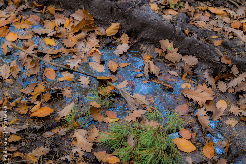 Autumn leaves in the muddy puddle