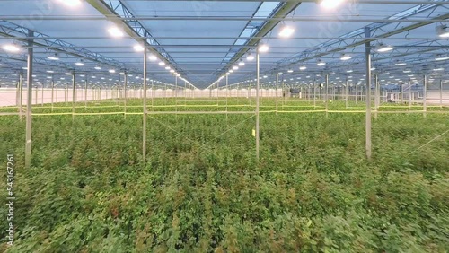 FPV drone view of huge indoor Industrial Greenhouse with flowers (roses). Flight inside a large number of green plants. There are many lamps in the greenhouse
