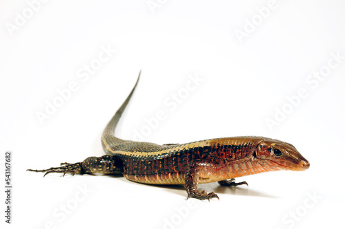 Western Girdled Lizard // Breitschwanz-Ringelschildechse (Zonosaurus laticaudatus) photo