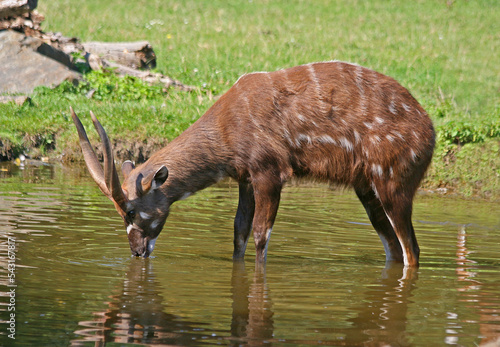 The male antelope sitatunga or marshbuck (Tragelaphus spekii)  at the waterhole photo