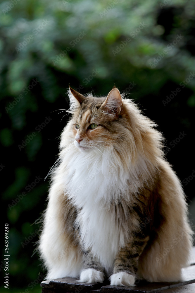 A norwegian forest cat female sitting outdoors in summertime