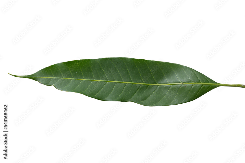 Obraz premium Green leaves mango isolated on a transparent background