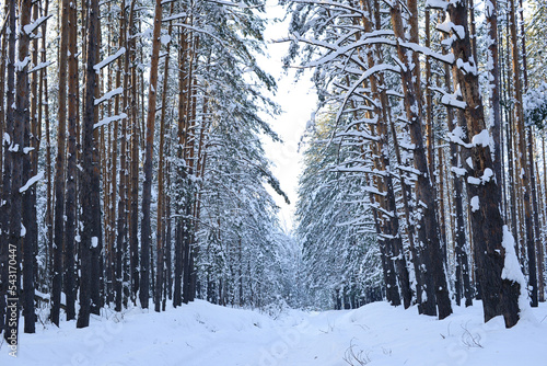 Winter pine forest. Pine trees branches covered of white snow. Beautiful winter nature landscape