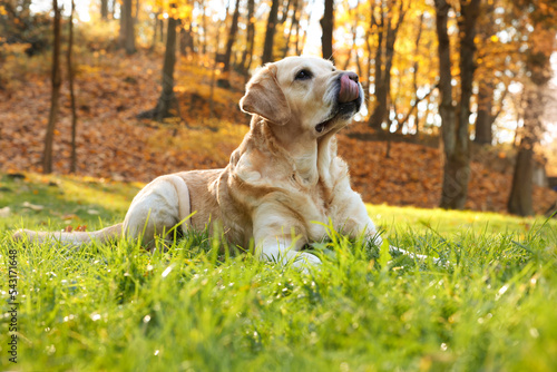 Cute Labrador Retriever dog on green grass in sunny autumn park