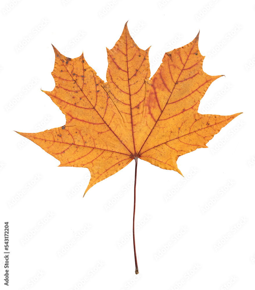 Autumn Maple Leaf, Pressed Yellow red Design Element Autumn Maple Leaf, Pressed Yellow red Design Element