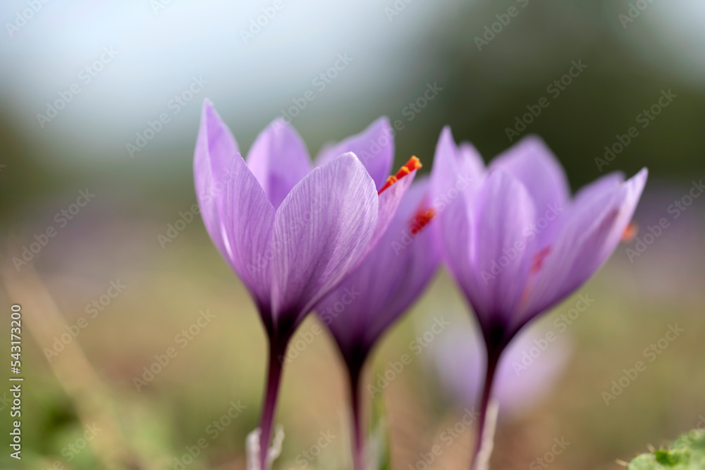 Closeup of Saffron flowers in a field - Zafferano Closeup of Saffron flowers in a field - Zafferano