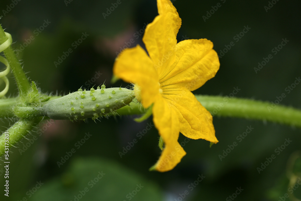 Blooming cucumber plant on blurred background, closeup Blooming cucumber plant on blurred background, closeup