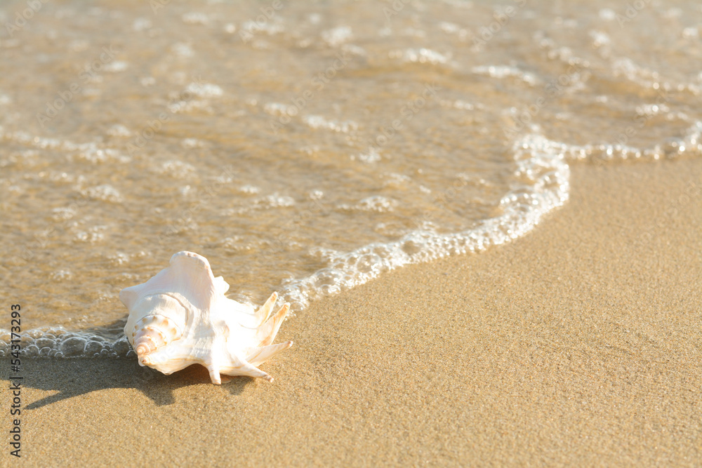 Sandy beach with beautiful shell near sea on summer day. Space for text Sandy beach with beautiful shell near sea on summer day. Space for text