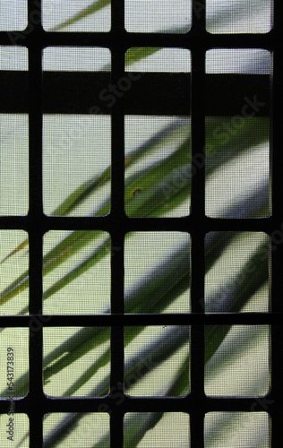 Leaves in window