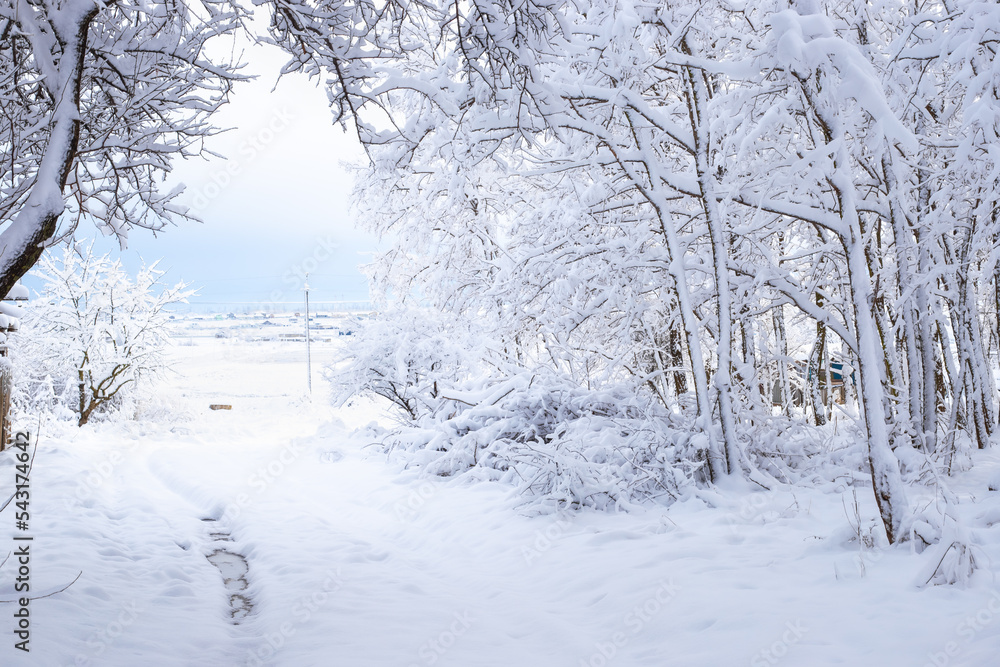 Winter landscape. Leaning trees covered with snow in a winter forest in the countryside Winter landscape. Leaning trees covered with snow in a winter forest in the countryside