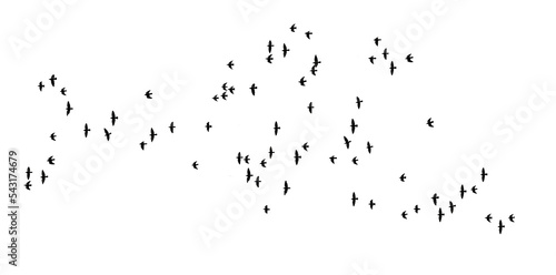 stado lecących ptaków png, flock of birds #543174679