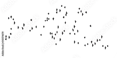 Obraz stado lecących ptaków png, flock of birds