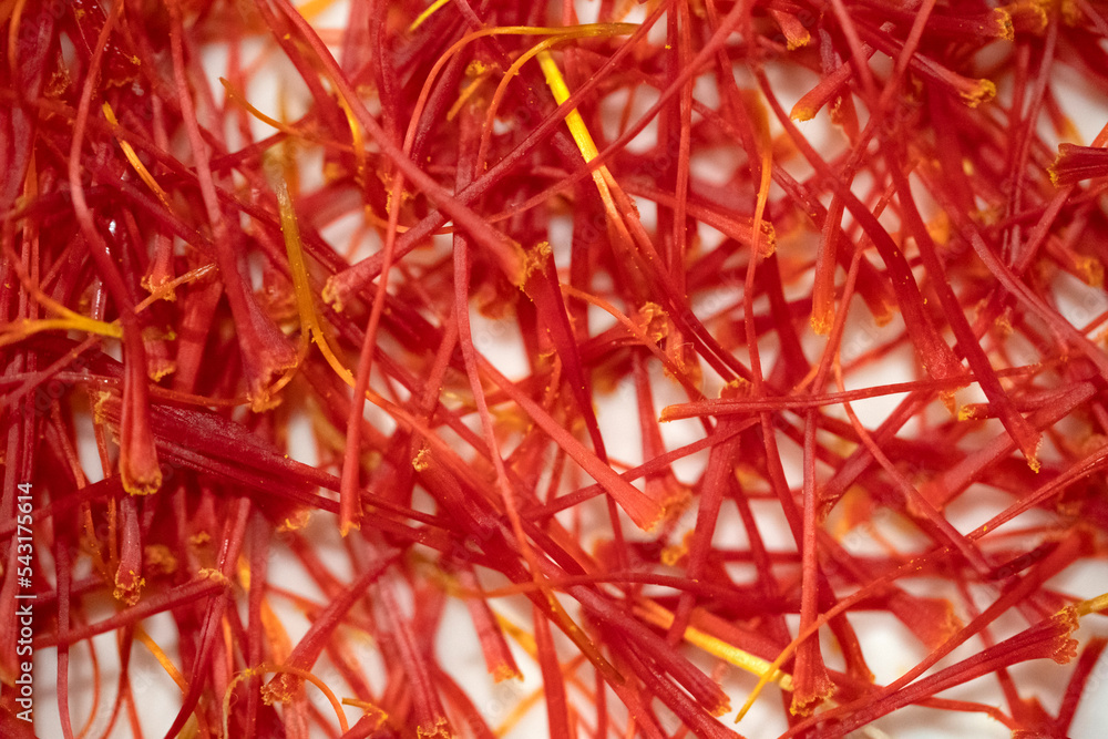 Closeup of Saffron flowers in a field - Zafferano Closeup of Saffron flowers in a field - Zafferano