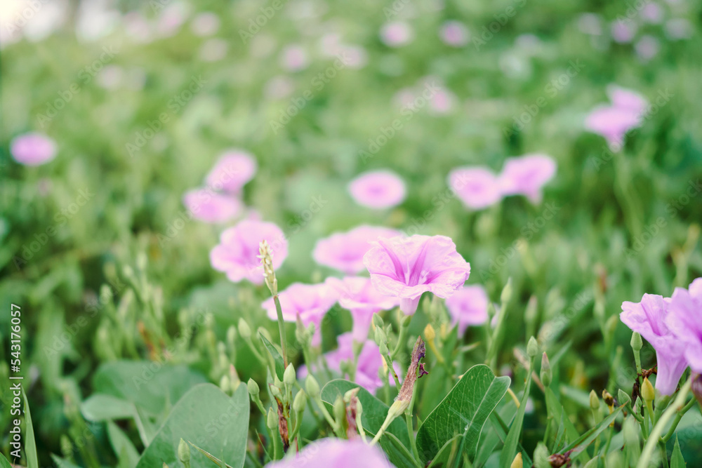 pink flowers in the grass