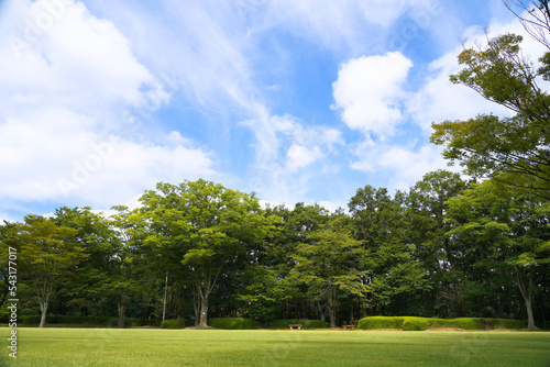 公園の芝生