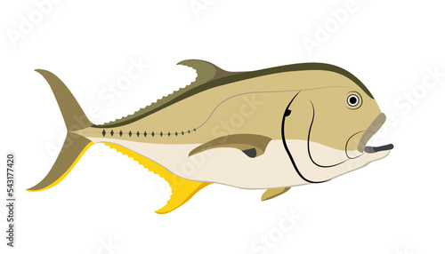 sea fish dorado on a white background