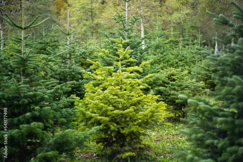 Young evergreen pine Christmas tree in a Swiss forest nursery. Day time, no people photo