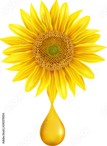 Beautiful yellow Sunflower with oil drop, isolated on white
