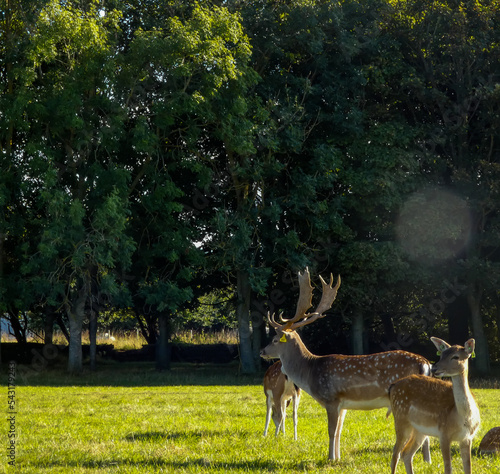 Deer at Phoenix Park photo